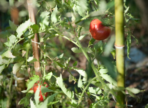 image3 Fattoria Le Pòggiola